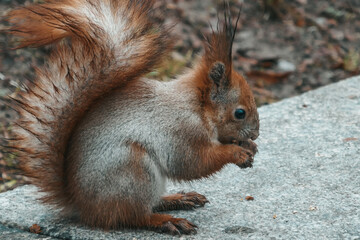 Beautiful forest squirrel close up. Squirrel in the park with a nut.