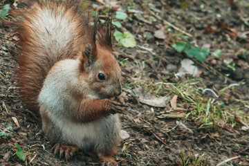 Beautiful forest squirrel close up. Squirrel in the park with a nut.