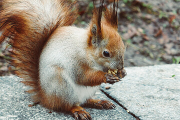 Beautiful forest squirrel close up. Squirrel in the park with a nut.