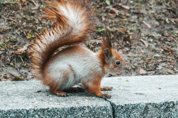 Beautiful forest squirrel close up. Squirrel in the park with a nut.