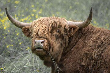 scottish highland bull with big horns
