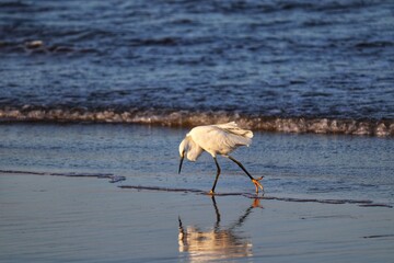 Beautiful birds flying over the sea in the winter of Rio Grande do Sul.