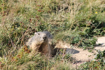 marmotte