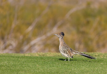 Roadrunner in Arizona