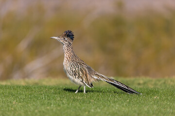 Roadrunner in Arizona