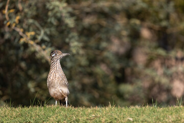 Roadrunner in Arizona