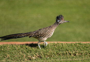 Roadrunner in Arizona