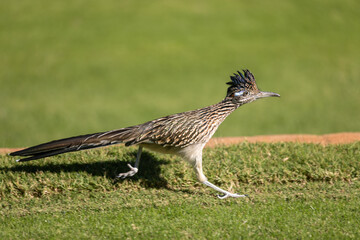 Roadrunner in Arizona