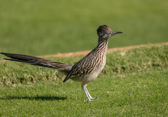 Roadrunner in Arizona
