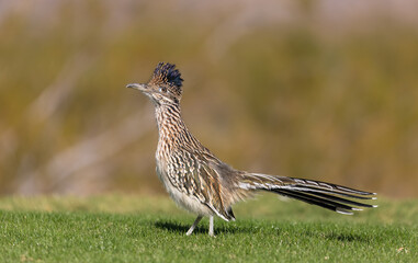 Roadrunner in Arizona