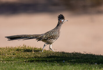 Roadrunner in Arizona