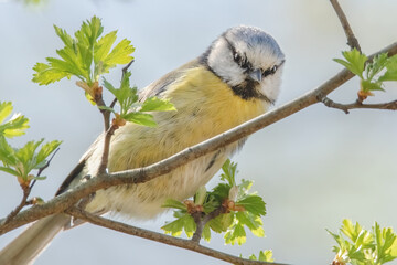 Obraz premium Blaumeise im Baum