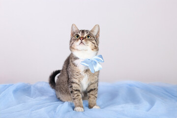 Fototapeta na wymiar Gray kitten with a blue bow sitting on a blue background. Close up portrait of a cute kitten. Gray Cat with green eyes posing for the camera. Pet care .Tabby. Cat on a light background. Pets 