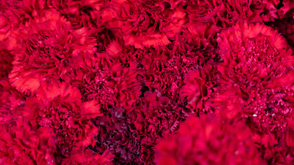 texture of red flowers