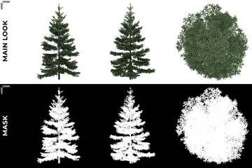 3D Rendering of Front, Left and Top view of Tree (Picea Pungens) with alpha mask to cutout and PNG editing. Forest and Nature Compositing.	
