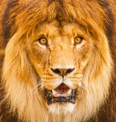 Zelfklevend Fotobehang African male lion headshot looking into camera, surprised emotions. © The Len