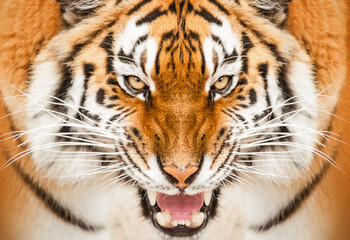 Close-up of a Amur Tiger portrait.