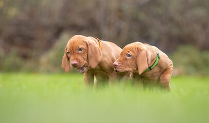 Hunting puppies