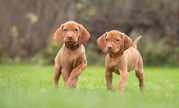 Hunting puppies