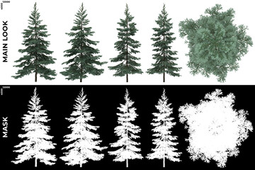 3D Rendering of Front, Left and Top view of Tree (Pinus Densiflora) with alpha mask to cutout and PNG editing. Forest and Nature Compositing.	
