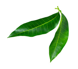Two green mango leaves close up isolated on white background.