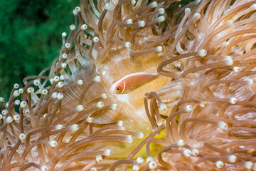 Fototapeta na wymiar Fish in Indonesia