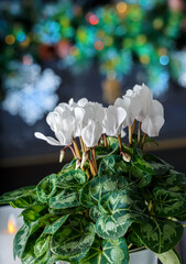 Cyclamen white flower and Christmas background with colored bokeh. Shallow depth of field. Close-up.