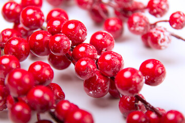 Branches of a red rowan tree large on a white background