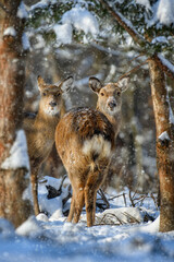 Female Roe deer in the winter forest. Animal in natural habitat