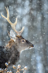 Roe deer portrait in the winter forest. Animal in natural habitat