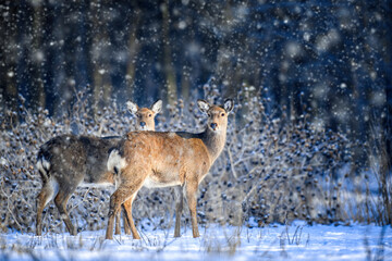 Fototapety  Female Roe deer in the winter forest. Animal in natural habitat