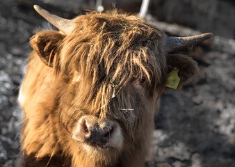 Kalb einer schottischen Hochland Kuh