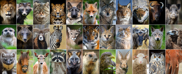 Fototapeta Close up collage of 33 portraits of animals obraz