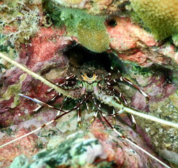 Costa Rica Pacific sea life