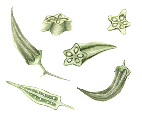 Okra plant  sliced watercolour illustration with flower and seeds isolated on white. Fresh healthy vegetable food green botanical Okra fruit. © Renata