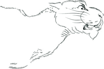 Vector graphics. Graphic lioness head