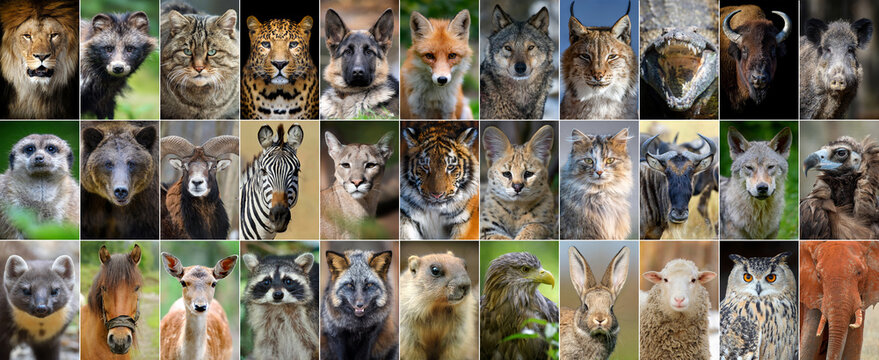 Fototapeta Close up collage of 33 portraits of animals