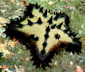 Costa Rica Pacific sea life