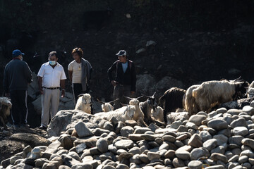 Wild Mountain goats are sold in the Pokhara market for animal sacrifice for local Hindu festival Dashain Dussehra in Katmandu, Nepal.