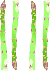 Fototapeta premium Vector graphics. Fresh asparagus
