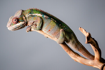 Chameleon on branch portrait macro stacked image 11