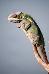 Chameleon on branch portrait macro stacked image 10