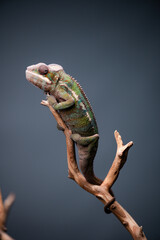 Chameleon on branch portrait macro stacked image 3