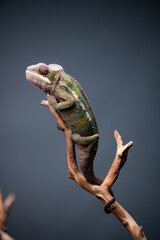 Chameleon on branch portrait macro stacked image 2