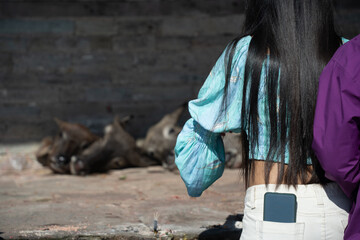 Wild Mountain goats and buffaloes are cut as animal sacrifice in a Temple in Katmandu for Dashain...