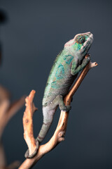 chameleon on a tree