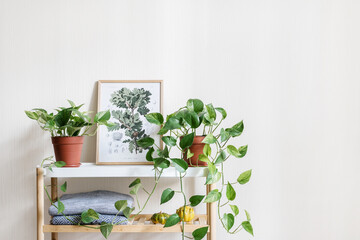 Houseplants and home decor on table in room