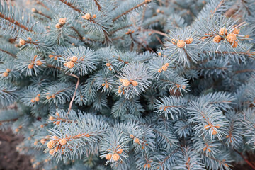 Naklejka na ściany i meble branches of a blue spruce in close-up