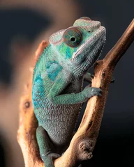 Fotobehang 3/4 green blue chameleon studio  © Edgar
