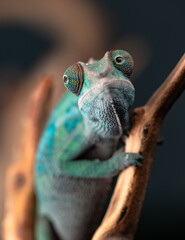 Chameleon Nose 2